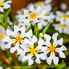 ??? flowers