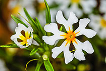 ??? flowers