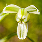??? open flower