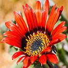 ??? flowers