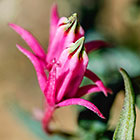 ??? flowers