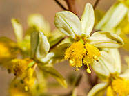 ??? flowers