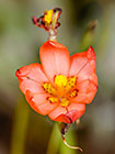 ??? flower