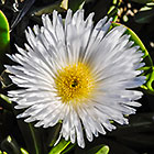 big white aizoaceae 10 cm diameter