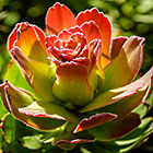 ??? flowers