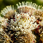 ??? Gordon's Bay flowers