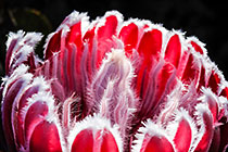 ??? flowers