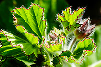 ??? geranium leaves