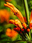 ??? wild dagga flowers