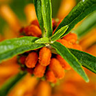 ??? wild dagga flowers