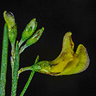 ??? rooibos flowers