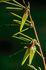 ??? rooibos fruits