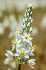 ??? chincherinchee flowers