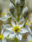 ??? chincherinchee flowers