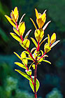 ??? buchu stems & leaves