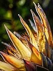 King Protea