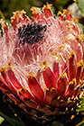 ??? flower