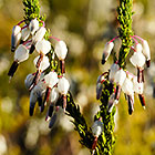 ??? flowers