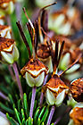 ??? flowers