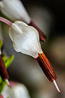 ??? flowers