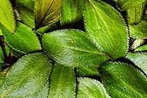 ??? buchu leaves