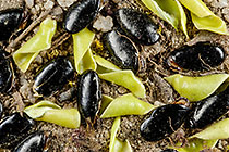 ??? buchu springs & seeds