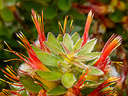 ??? flowers