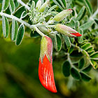 ??? flowers & leaves