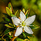 ??? flower