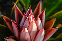 ??? king protea flower bud openning