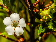 ??? plant, fruit & flower