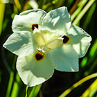 ??? flower
