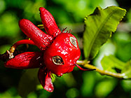 ??? Mickey mouse bush flower