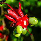 ??? Mickey mouse bush flower & fruits