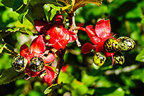 ??? Mickey mouse bush flowers & fruits