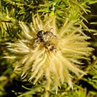 ??? flannel bush or featherhead flruits with seeds