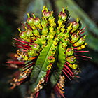 ??? flowers