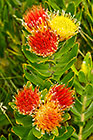 ??? flowers