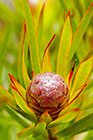 ??? flower cone