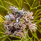 ??? flowers