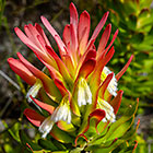 ??? flowers