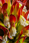 ??? flowers