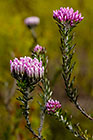 ??? flowers