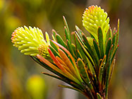 protea female flower