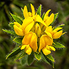 ??? honeybush tea flowers