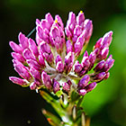 ??? flowers