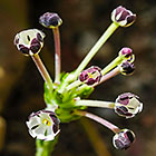 ??? flowers
