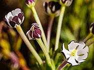 ??? flowers