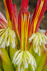 ??? flowers