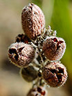 ??? fruits